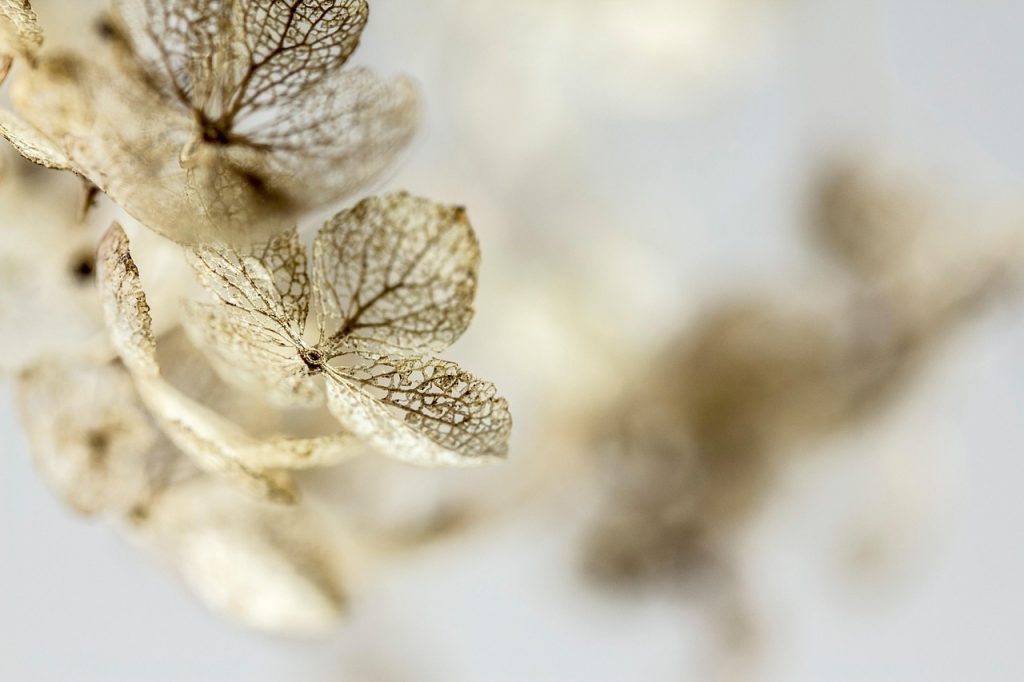 hydrangea, dried flowers, flower background, dried hydrangea, beautiful flowers, blossom, flower wallpaper, bloom, nature, flower, close up, macro, faded, grief